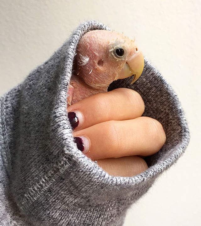 《無毛鸚鵡》就算光禿禿也依然惹人愛♥ 《無毛鸚鵡》就算光禿禿也依然惹人愛♥