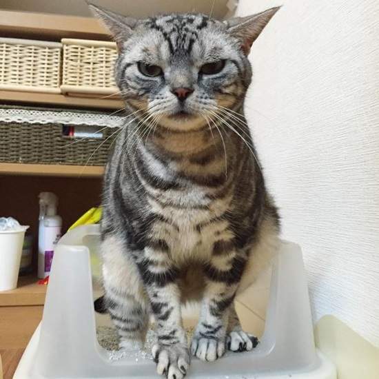 《貓咪的便便魅力》工事中（？）的喵星人也有跟平常不一樣的可愛♡