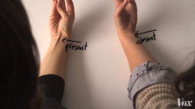 《人類進化論》15%的人手上沒有這條肌肉？