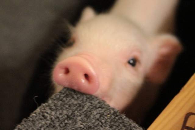 不是食物哦《超可愛小豬豬的傻萌日常》被有愛主人呵護的豬豬最幸福啦♥ 不是食物哦《超可愛小豬豬的傻萌日常》被有愛主人呵護的豬豬最幸福啦♥