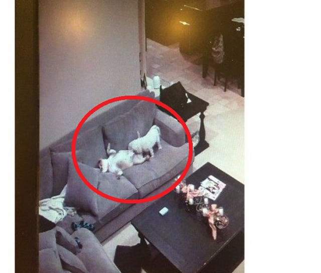 《寵物的秘密生活》原來主人不在時寵物都在演激情的......O///O 《寵物的秘密生活》原來主人不在時寵物都在演激情的......O///O