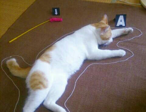 推特《殺喵事件》案發現場　真相永遠只有一個...！ 