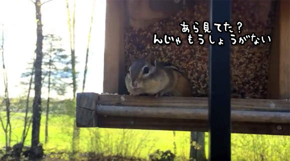 最萌現行犯《花栗鼠偷吃被抓包》只好吐出來惹(´;ω;`)