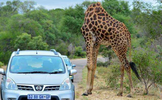 「腦袋不正常」的動物們 嗯~腦袋根本不見了?! 「腦袋不正常」的動物們 嗯~腦袋根本不見了?!