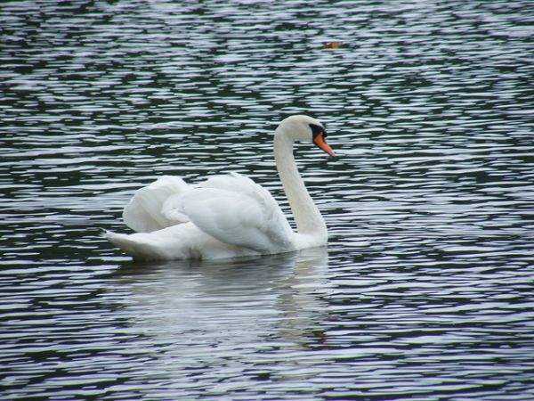 《其實很危險的10種動物》可愛動物區偶爾也會變危險猛獸區 - 圖片4