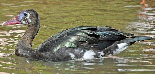 《其實很危險的10種動物》可愛動物區偶爾也會變危險猛獸區 - 圖片5