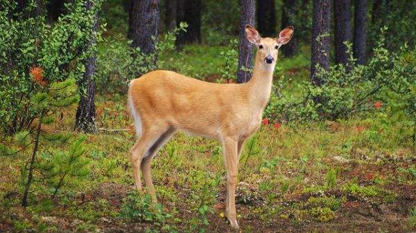 《其實很危險的10種動物》可愛動物區偶爾也會變危險猛獸區 - 圖片8