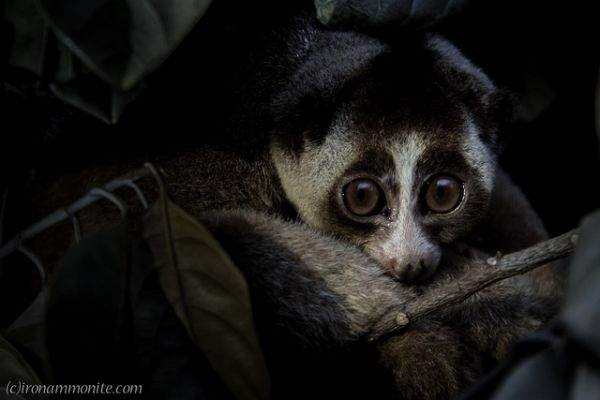 《其實很危險的10種動物》可愛動物區偶爾也會變危險猛獸區 - 圖片10
