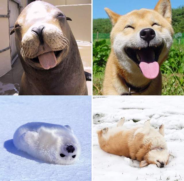 最萌相似顏《海豹海獅其實是狗》沒有血緣卻有相同的萌基因~ 最萌相似顏《海豹海獅其實是狗》沒有血緣卻有相同的萌基因~