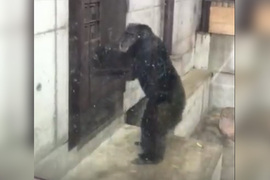 日本德島動物園裡《狂敲門的黑猩猩》我知道你在裡面~快出來(猛敲) 日本德島動物園裡《狂敲門的黑猩猩》我知道你在裡面~快出來(猛敲)