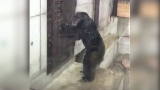 日本德島動物園裡《狂敲門的黑猩猩》我知道你在裡面~快出來(猛敲) 日本德島動物園裡《狂敲門的黑猩猩》我知道你在裡面~快出來(猛敲)