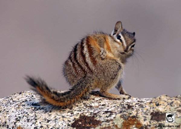 《野生動物屁屁決定戰》生物學家慶祝禽人節(?)的方式真特別 《野生動物屁屁決定戰》生物學家慶祝禽人節(?)的方式真特別