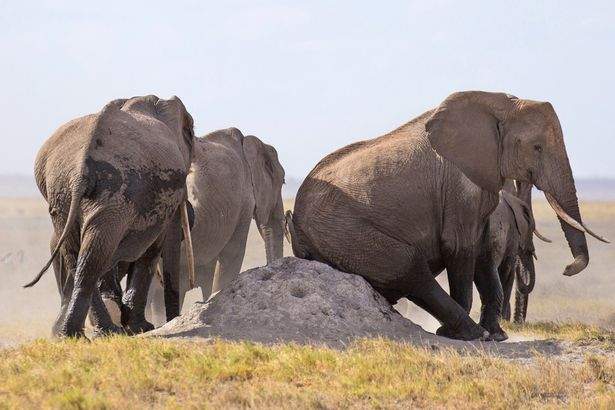 《用螞蟻窩搔癢的大象》網友真心認為屁股下面會是一場小型的生態災難XD 《用螞蟻窩搔癢的大象》網友真心認為屁股下面會是一場小型的生態災難XD