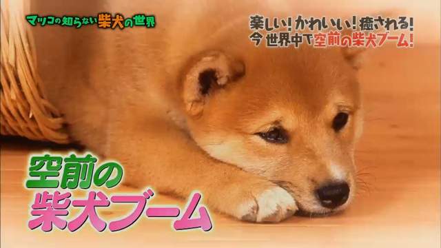 日本最有名柴犬まる《解說柴犬可愛的原因》想養柴犬最好先了解這些…… 日本最有名柴犬まる《解說柴犬可愛的原因》想養柴犬最好先了解這些……