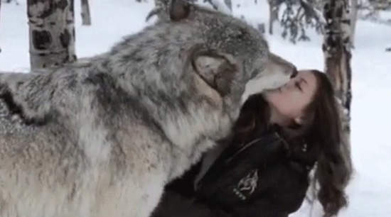 《網路上好笑動圖總整理》怎麼會有這麼紳士這麼愛舌吻的狼呢