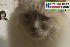 電視台記者《訪問喵星人的結果》牠的表情已經道盡了一切…… 電視台記者《訪問喵星人的結果》牠的表情已經道盡了一切……