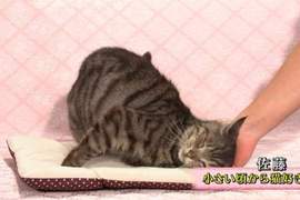《討貓咪喜歡的方法》貓咖啡廳店員教你怎樣受喵星人歡迎♥ 《討貓咪喜歡的方法》貓咖啡廳店員教你怎樣受喵星人歡迎♥