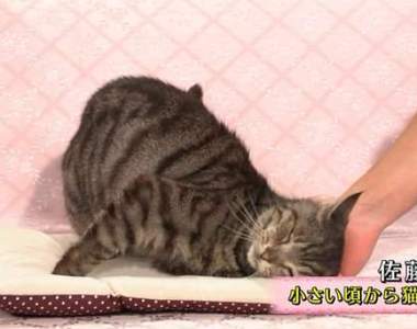 《討貓咪喜歡的方法》貓咖啡廳店員教你怎樣受喵星人歡迎♥ 《討貓咪喜歡的方法》貓咖啡廳店員教你怎樣受喵星人歡迎♥