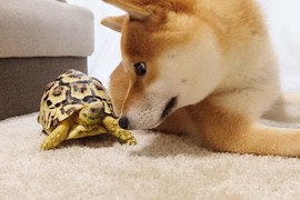 太犯規《柴犬與烏龜》的組合怎麼這麼萌啊(〃∀〃) 太犯規《柴犬與烏龜》的組合怎麼這麼萌啊(〃∀〃)