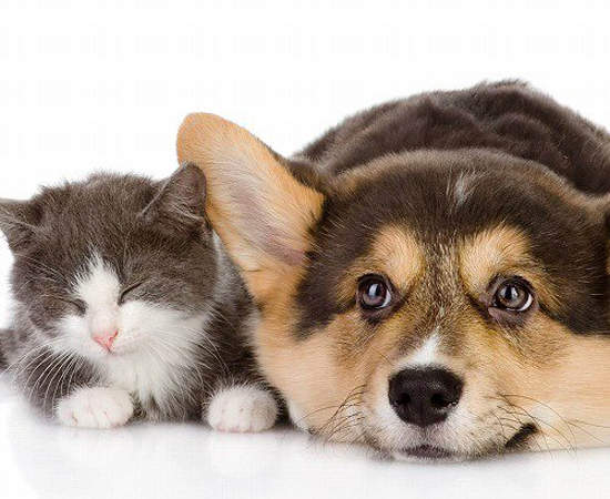 《寵物的高齡化問題》家裡的毛小孩其實也有老年癡呆危機！？