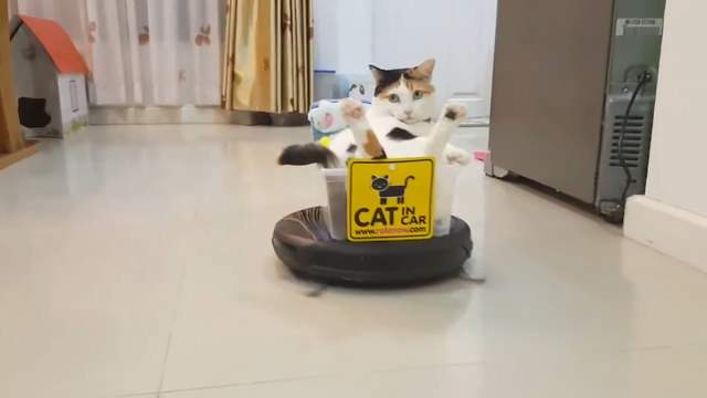 《掃地機器人是喵星人的王位》本大爺在巡視地盤啦~ 《掃地機器人是喵星人的王位》本大爺在巡視地盤啦~