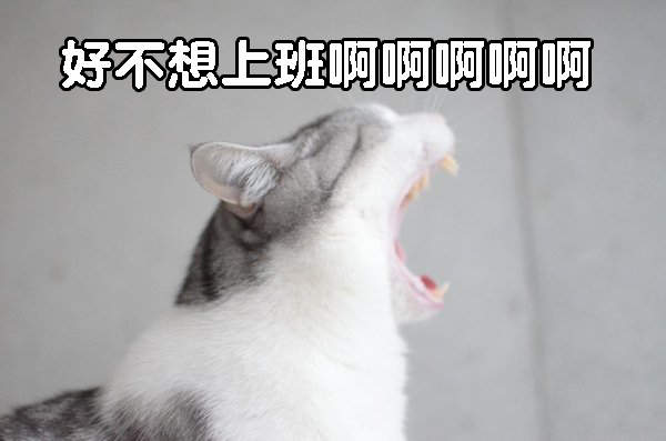 《星期一憂鬱》就交給貓咪來替你發聲吧 (OωOױ ) 《星期一憂鬱》就交給貓咪來替你發聲吧 (OωOױ )