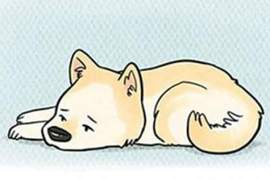 洋蔥?《當狗狗一個人在家》等等這結局跟我想的不一樣...... 洋蔥?《當狗狗一個人在家》等等這結局跟我想的不一樣......