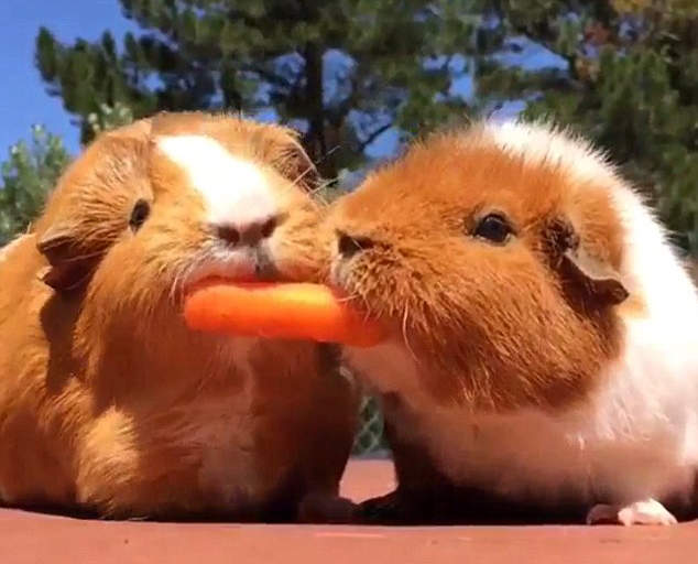 《天竺鼠的紅蘿蔔大戰》雖然是互搶但畫面太治癒