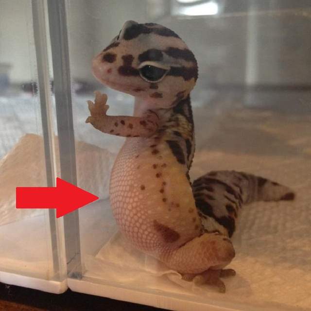 《有小腹的人才懂的心酸》我真的胖　只是胖在看不到的地方......