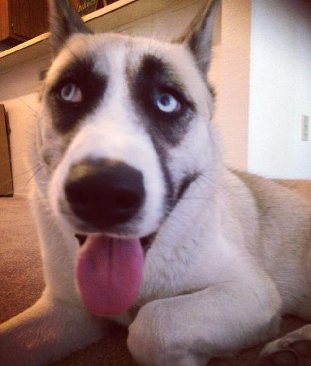 《比人類還有戲的寵物》一直猛咬我胸罩是哪招