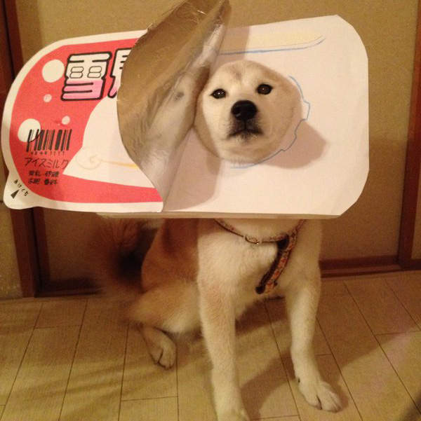 《柴犬的Cosplay》食物系裝扮也能萌倒網友的心XD