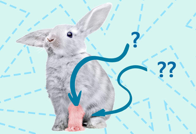 《幸運兔腳傳說》原來要留這一隻腳最幸運