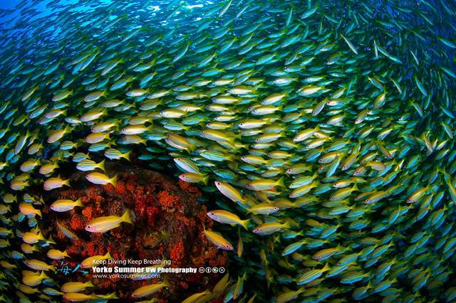台灣No.1《國際級水下攝影大師Yorko Summer》帶你透視海洋❤ 台灣No.1《國際級水下攝影大師Yorko Summer》帶你透視海洋❤