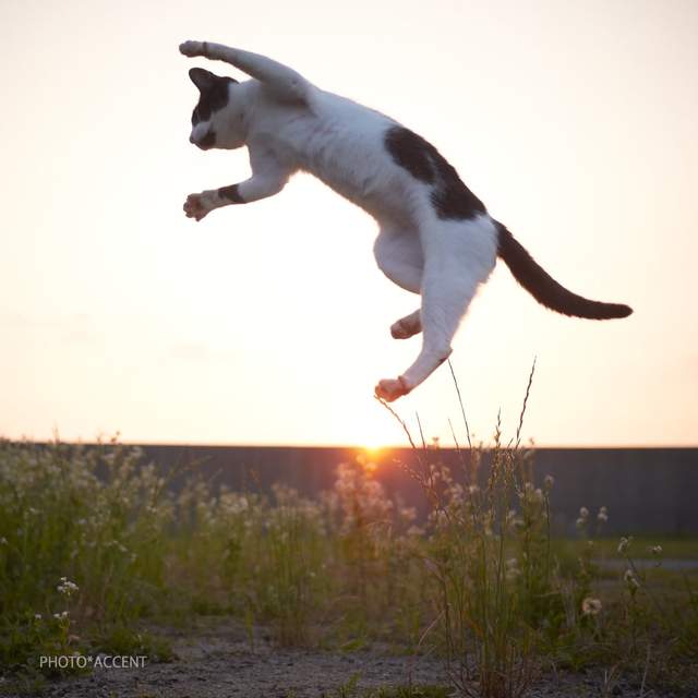 攝影達人專拍《站立漂浮貓咪》喵星人都像在跳舞啊ww 攝影達人專拍《站立漂浮貓咪》喵星人都像在跳舞啊ww