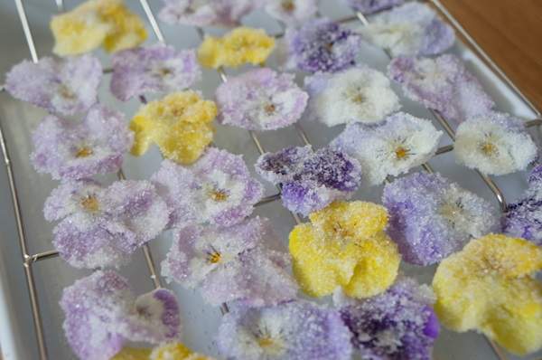 超夢幻《糖漬堇花》滿足少女視覺與口腹之慾的可愛小糖果～♥