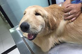 《臉腫腫黃金獵犬》被蜜蜂叮了還笑得出來真是...(抱緊) 《臉腫腫黃金獵犬》被蜜蜂叮了還笑得出來真是...(抱緊)