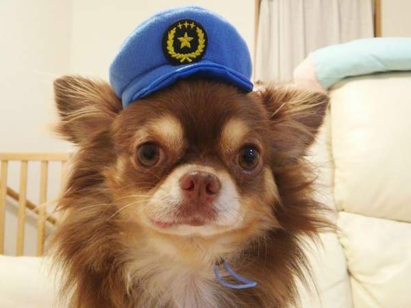 《狗狗警察系列轉蛋》求求可愛的狗狗警官快來逮捕我吧♡
