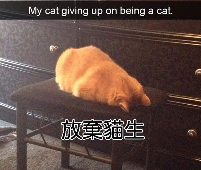 Snapchat《搞笑貓咪設計對白》有趣畫面一定要永流傳啊~ Snapchat《搞笑貓咪設計對白》有趣畫面一定要永流傳啊~