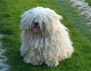 《馬克祖克柏的愛犬Beast》你一天是拖把就一輩子是拖把(?) 《馬克祖克柏的愛犬Beast》你一天是拖把就一輩子是拖把(?)