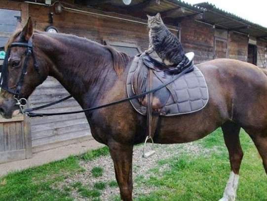 《GPS追蹤貓咪夜晚行動路線》誰都不能阻止朕的夜間千里大冒險( •́ὤ•̀)