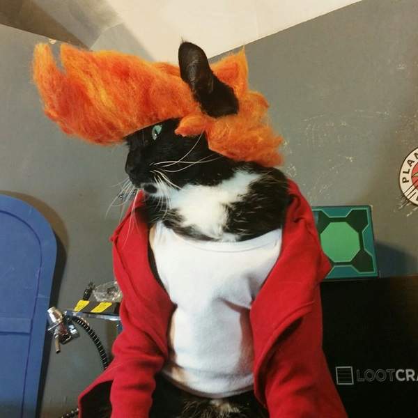 《貓咪的經典電影Cosplay》超精緻的服裝竟然全是出自水電師傅之手? 《貓咪的經典電影Cosplay》超精緻的服裝竟然全是出自水電師傅之手?