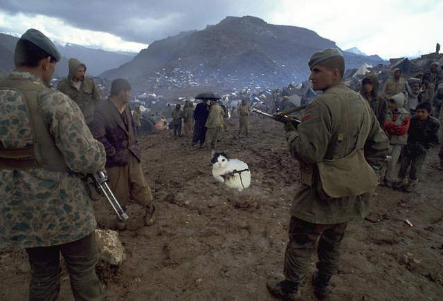 《握著機關槍的貓》網友PS改圖大賽又來惹ww 《握著機關槍的貓》網友PS改圖大賽又來惹ww