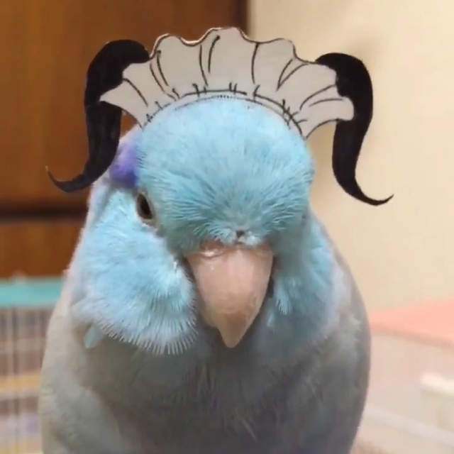 《幫鳥戴上女僕髮箍》一秒變萌萌雙馬尾女僕小小鳥