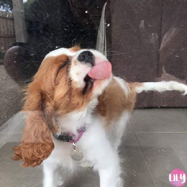 揭密《狗舔玻璃的原因》原來是要消除...... 揭密《狗舔玻璃的原因》原來是要消除......