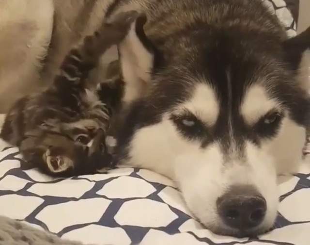 《月月與喵喵》月月就像長輩(?)一樣任喵喵玩耍 《月月與喵喵》月月就像長輩(?)一樣任喵喵玩耍