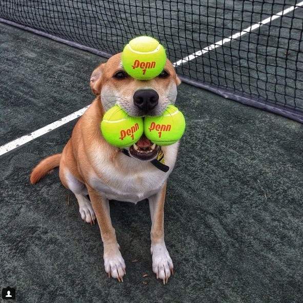 《全職全能家事犬》國外IG爆紅的人氣狗明星 《全職全能家事犬》國外IG爆紅的人氣狗明星