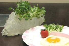 《王蟲療癒小植栽》好看美觀讓你心情好的宅小物 《王蟲療癒小植栽》好看美觀讓你心情好的宅小物