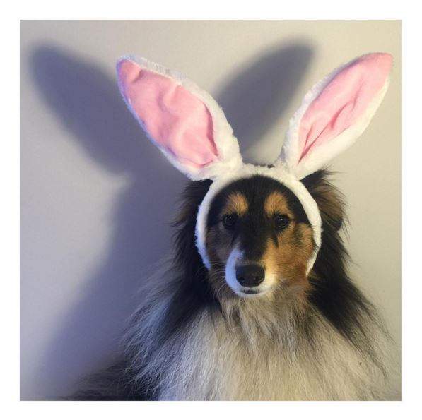 Instagram《復活節的寵物們》在這一天大家都是兔兔♥