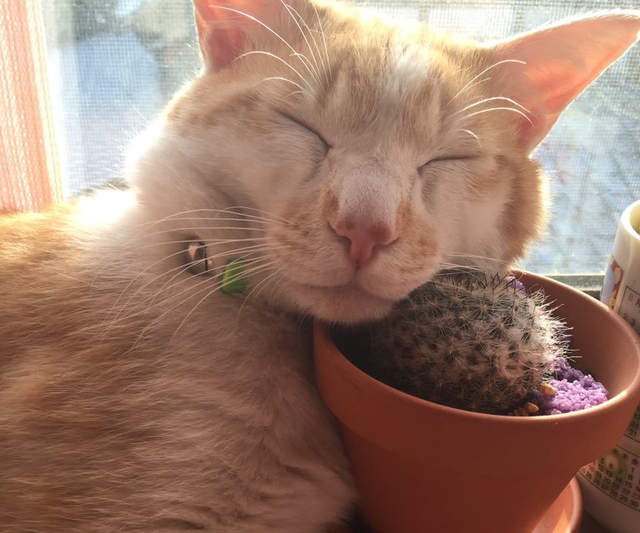 《貓咪拿來當枕頭的東西》靠著仙人掌睡覺是在練功嗎？