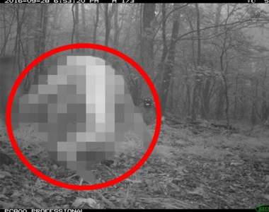 設置在森林裡的相機《意外拍到野生大叔》這靈長類絕對比任何動物都更稀有... 設置在森林裡的相機《意外拍到野生大叔》這靈長類絕對比任何動物都更稀有...